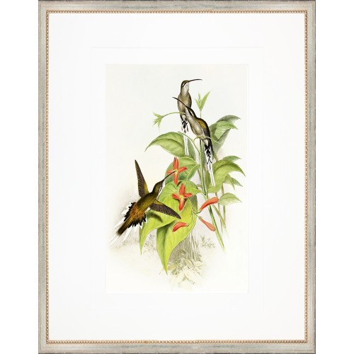 AP- GOULD HUMMINGBIRD 4